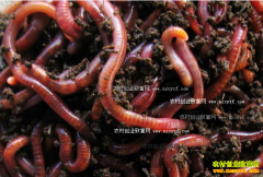 �����׬Ǯ��ţ�������Ч�漰��ֳ���շ���