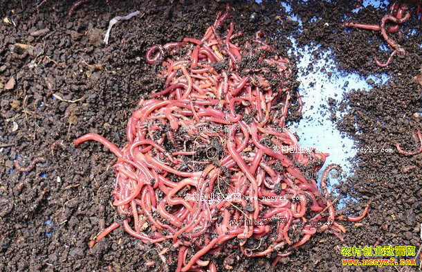 ����ţ����ֳ��򾼼��