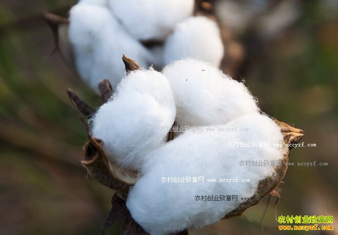 2016�갲���޻���ֲ���Ʒ�����������ũ��������»�