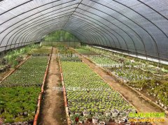 ����ȫ�������´�����ֲ���� ��������3��Ԫ