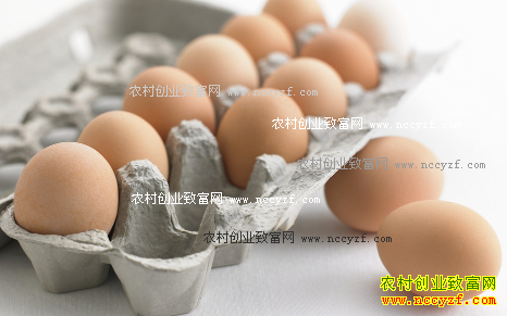 2016年11月鸡蛋价格行情预测:鸡蛋价仍有上行空间