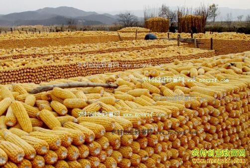 2016��10�����׼۸����飺���׼۸������ȶ�