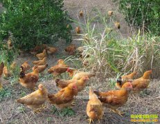 ����®������������ι������ ��̬����������