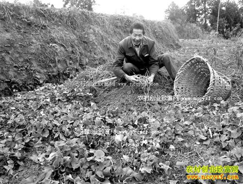 �����ϴ��������7Ԫһ�� ��ֲ�������ũ���¸�����Ŀ