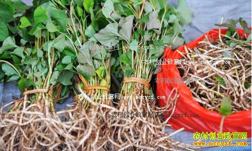 �����ϴ��������7Ԫһ�� ��ֲ�������ũ���¸�����Ŀ