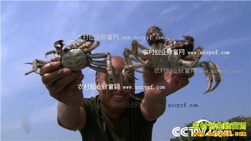 �������ĵ� �񳯼���ǧ���