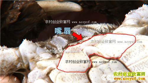 �������ĵ� �񳯼���ǧ���