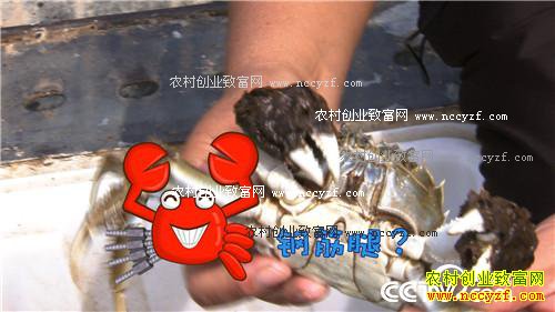 �������ĵ� �񳯼���ǧ���