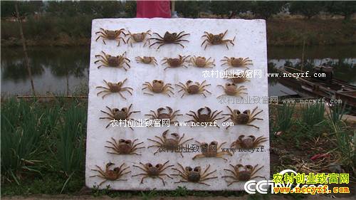 �������ĵ� �񳯼���ǧ���