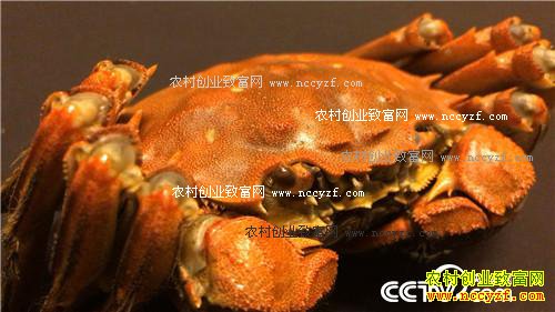 �������ĵ� �񳯼���ǧ���