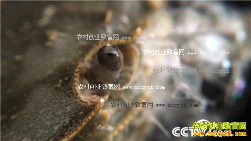 �������ĵ� �񳯼���ǧ���