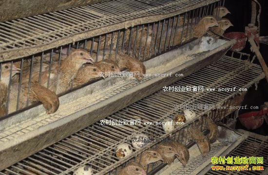 �Ĵ�������С�־���ϸ��������һ���׬ʮ��