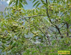 �Ĵ���ͤ��л����ر��Ժ����������