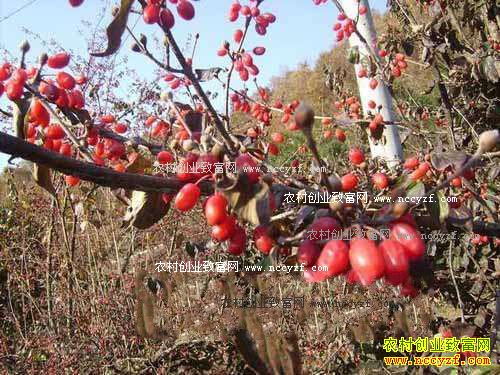 ɽ�����ǣ���ֲɽ����Ķ��ֵ5000��Ԫ��ũ���¸�����Ŀ