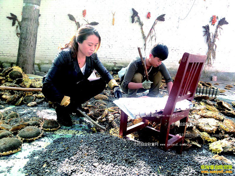 ɽ�����ݣ���ֲ�Ϳ�Ķ����ǧԪ��ũ���¸�����Ŀ