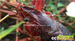 [�¸���]����פ������������ֳС��Ϻһ�괿׬һ�ٶ���