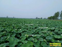 [ÿ��ũ��]��ź��������ﳤ����׬Ǯ����