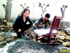 ɽ�����ݣ���ֲ�Ϳ�Ķ����ǧԪ��ũ���¸�����Ŀ