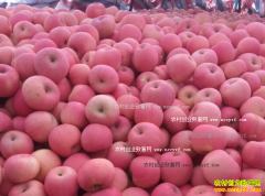 2016��11��ƻ���۸�Ԥ�⣺�츻ʿƻ���۸�������ɫ