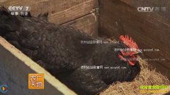 [ũ�����]ĸ�������ĲƸ� ��������������ĸ����Ƶ