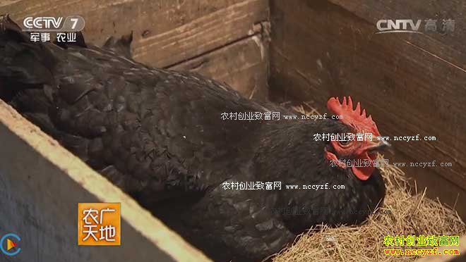 [ũ�����]ĸ�������ĲƸ� ��������������ĸ����Ƶ