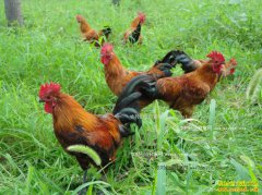 ɽ���Ľ���ֳ������ũ���¸�����Ŀ