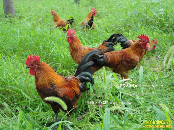 ɽ���Ľ���ֳ������ũ���¸�����Ŀ