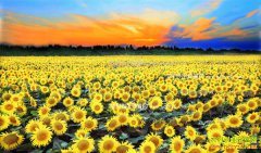 2017����ֲʲô��׬Ǯ �Ƽ�������ֲ��Ŀ