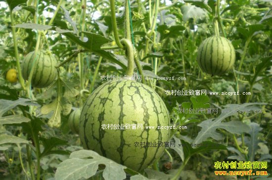 2017��ũ����ֲʲô������·-��ֲ��Ĥ����