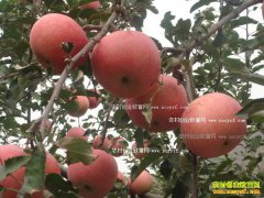 �ӱ�����������ֲ�츻ʿĶ������1.5��Ԫ������