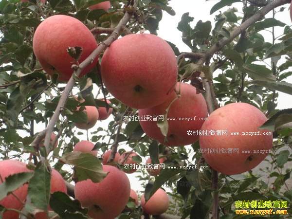 �ӱ�����������ֲ�츻ʿĶ������1.5��Ԫ������