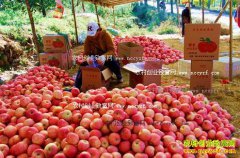 �ӱ�������������ƻ��������