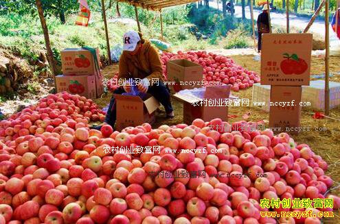 �ӱ�������������ƻ��������