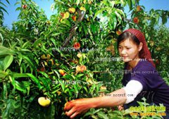 �½���ľ�������ﾧ΢��������1����ǧԪ