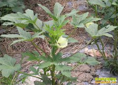 �ӱ����շ볤����ֲ��������á����¸���