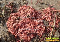 ������÷������ţ�������ȥ������Ǯ