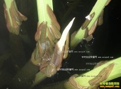 ����Ǳ���������ˮ����ֳ�¸���