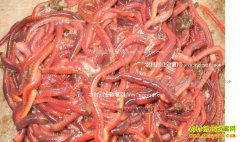 ������Ǯһ�2017��1��5�յ����۸�����