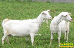 �＾ɽ�򳣼������μ���