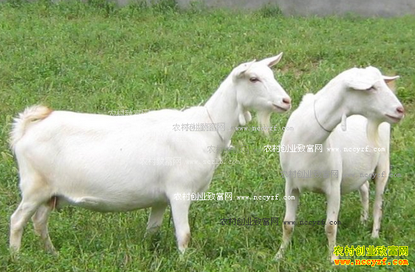 �＾ɽ�򳣼������μ���