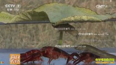 [ÿ��ũ��]����Ҷ�� ��������С��Ϻ