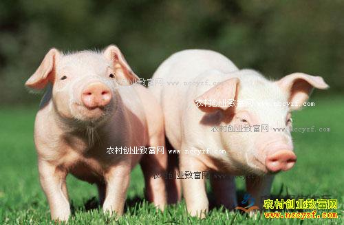 2016年10月猪价格行情:猪价持续下跌后市仍有反弹机会