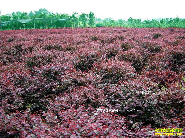 2017����ֲ��Ҷ��ľ׬Ǯ����ľ��ҵ�߿��ò�Ҷ��ľǰ��