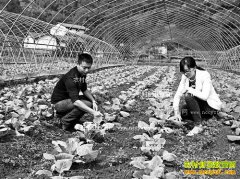 �����뽭۳ѵ��ֲ�ݲ�����1Ķ�괿����5000Ԫ����