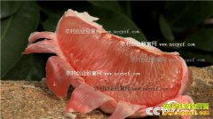 [�¸���]����ƽ��¬��ԪѪɫ�ֻ�����ĲƸ�