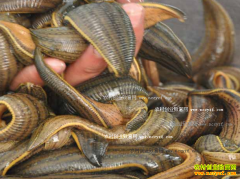 ��������̸������ֳˮ�����������Ԫ