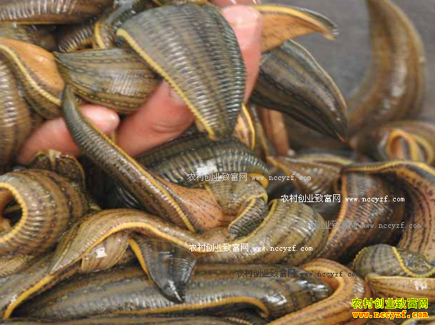 ��������̸������ֳˮ�����������Ԫ