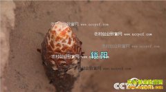 [�¸���]���ɹ����������ι�� �������۷��屶