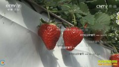 [ũ�����]�߼ܲ�ݮ��ʳ�þ��������༼��