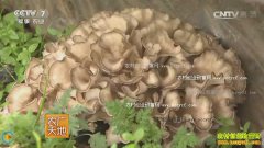 [ũ�����]������ƽ�ź���������ֲ��Ģ�����߰���